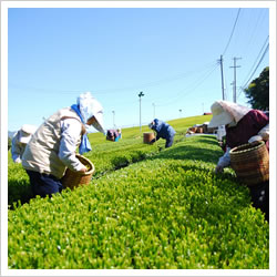 世界農業遺産認定　茶草場農法